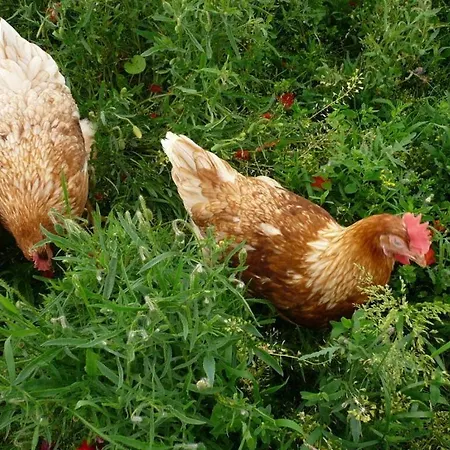 Appealing With Terrace