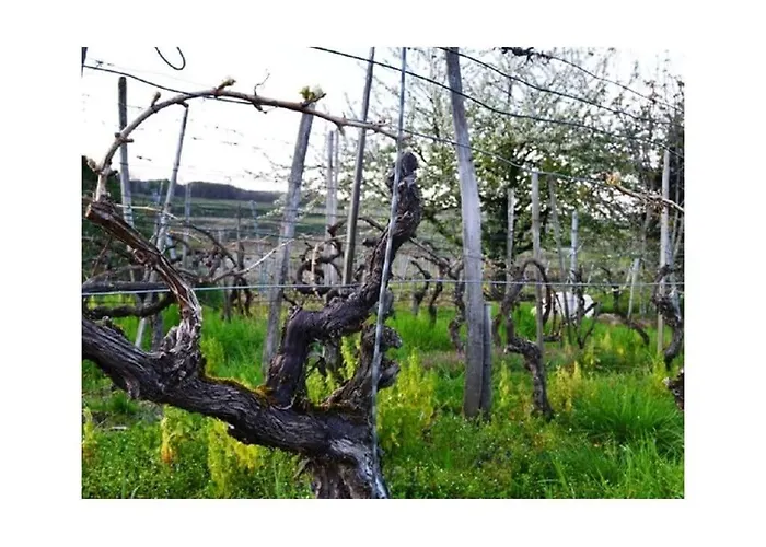 アパート Appealing With Terrace *