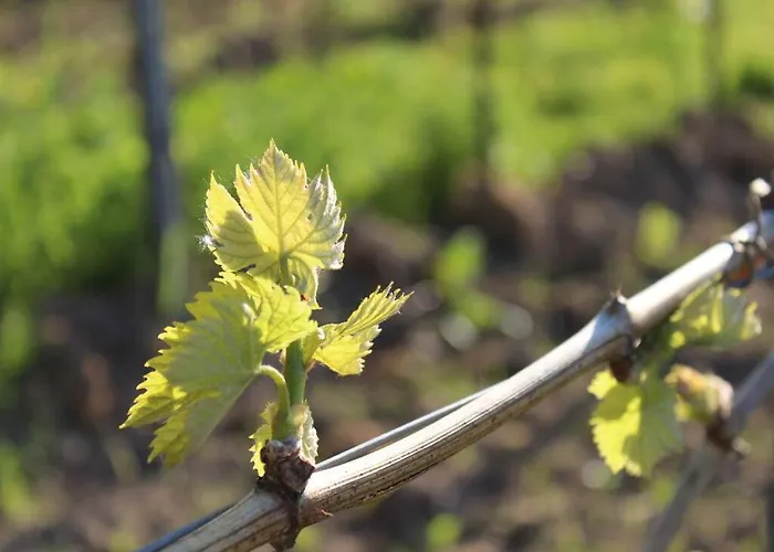 Appealing With Terrace アパート *