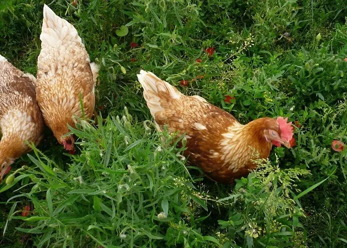 Appealing With Terrace